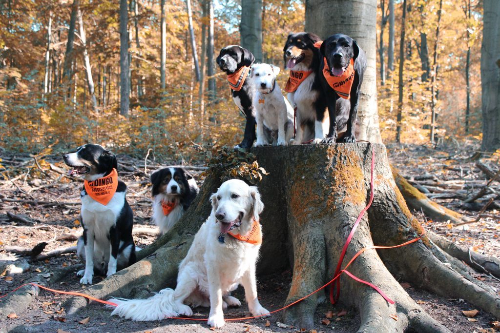 DINGO – Hundebetreuung & Dog Walking Berlin Zehlendorf Wannsee