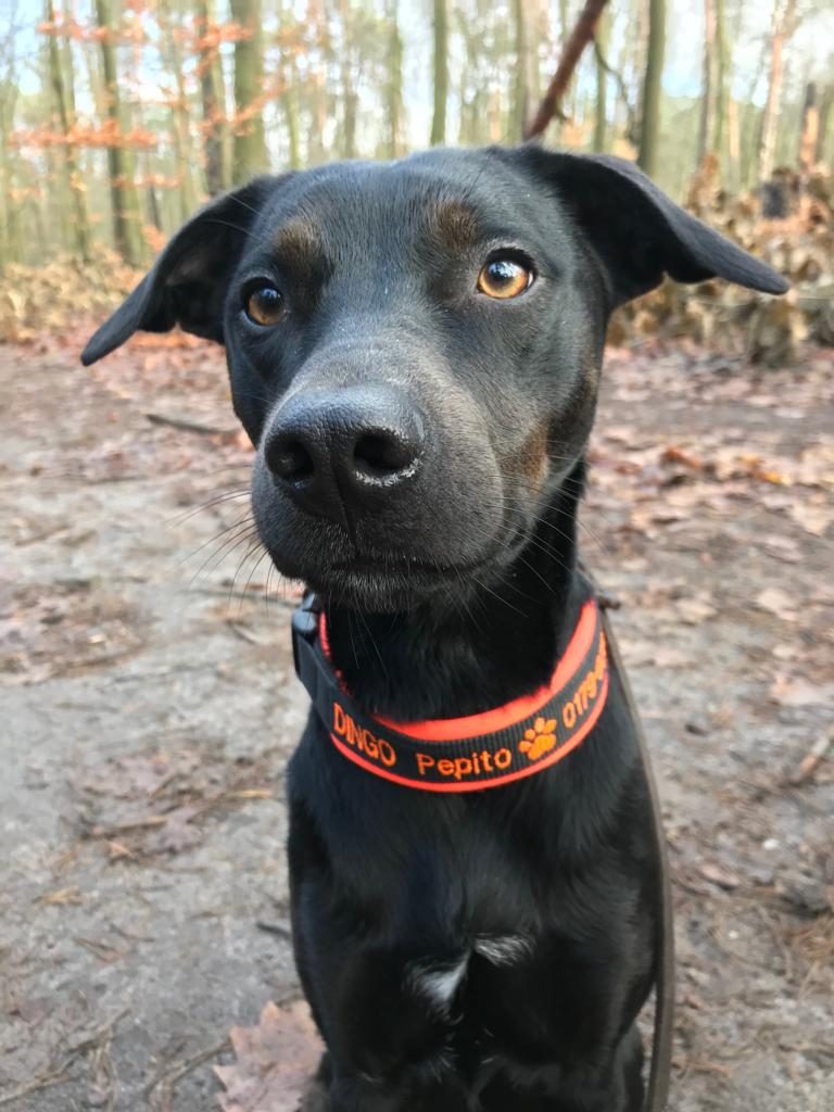 DINGO – Hundebetreuung & Dog Walking Berlin Zehlendorf Wannsee